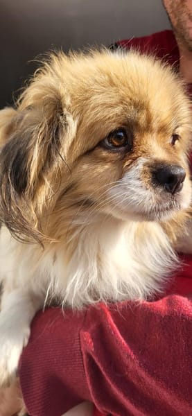 Pico, ein Zwerglein sucht Körbchen