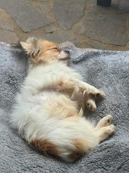 Pico, ein Zwerglein sucht Körbchen