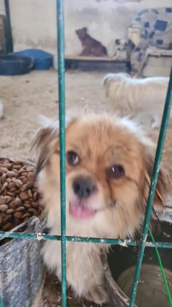 Pico, ein Zwerglein sucht Körbchen