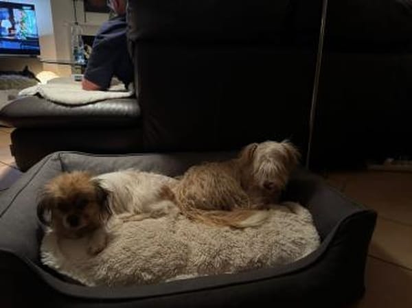 Pico, ein Zwerglein sucht Körbchen