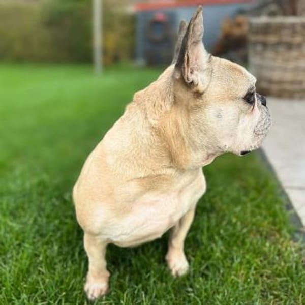 Henry - ist kinderlieb