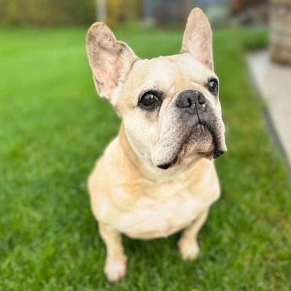 Henry - ist kinderlieb