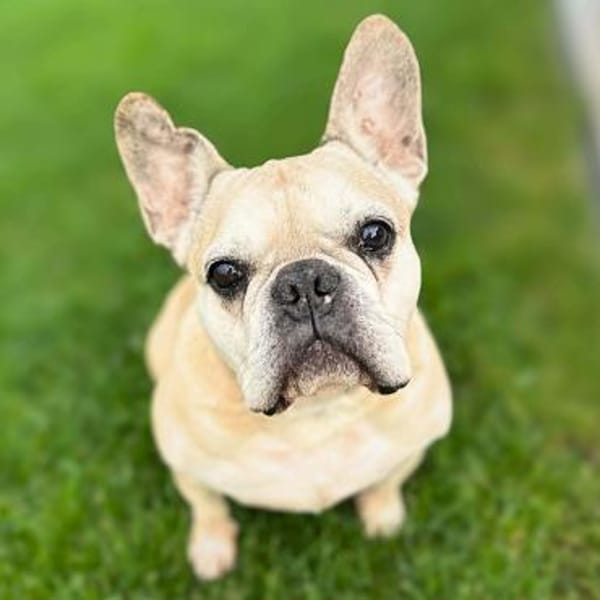 Henry - ist kinderlieb