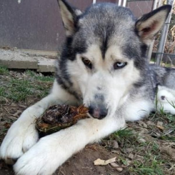 MAX hat ein schönes Zuhause verdient