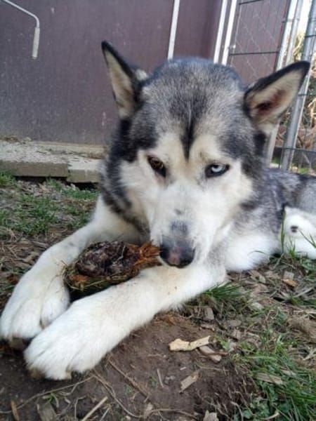 MAX hat ein schönes Zuhause verdient