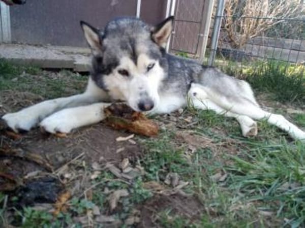 MAX hat ein schönes Zuhause verdient