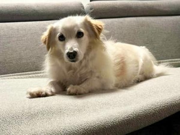 Tia sucht ein neues Zuhause