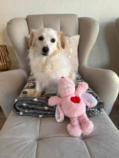 Tia sucht ein neues Zuhause