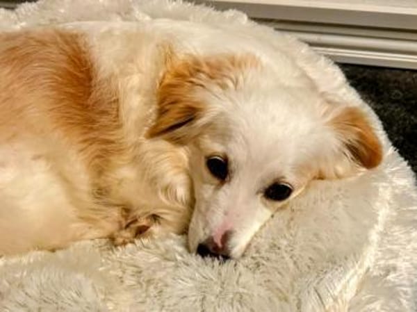 Tia sucht ein neues Zuhause