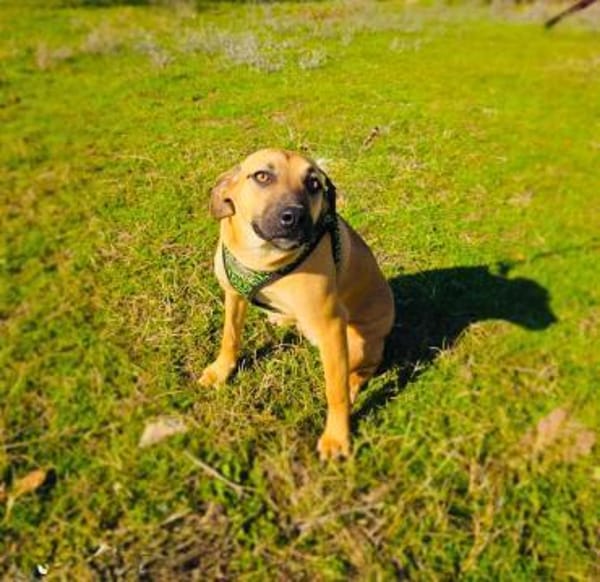 Kati ein toller Familienhund