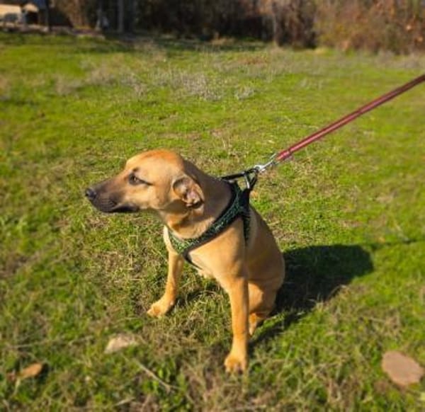 Kati ein toller Familienhund