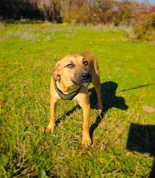 Kati ein toller Familienhund