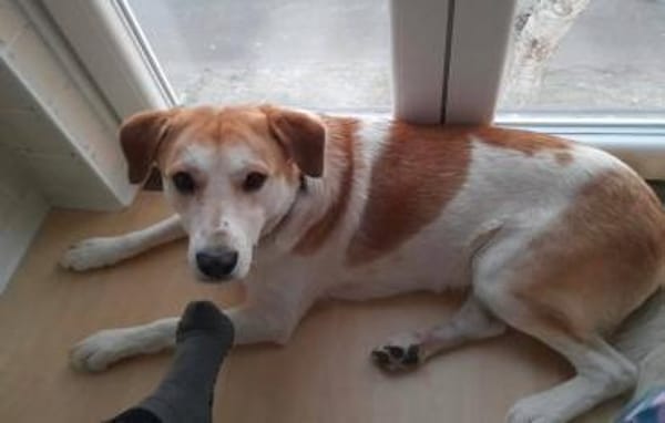 Dinus sucht Einzelzuhause auf dem Land