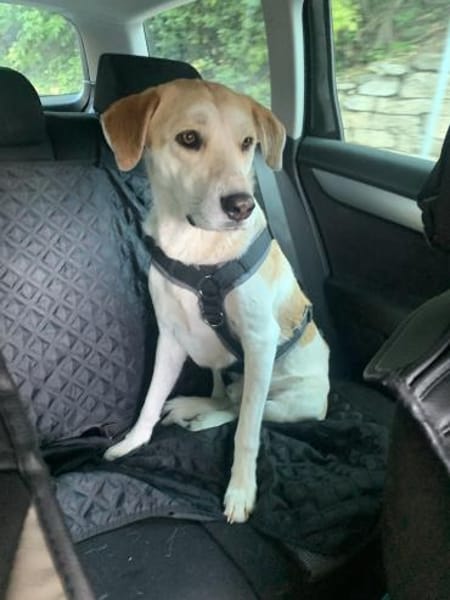 Dinus sucht Einzelzuhause auf dem Land