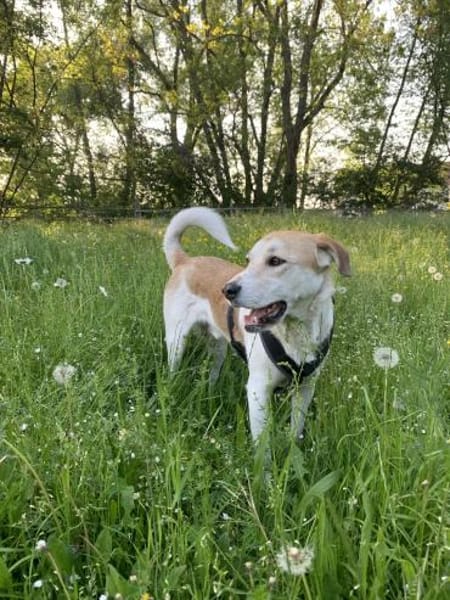 Dinus sucht Einzelzuhause auf dem Land