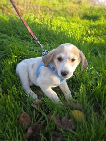 Kelly sucht ein Zuhause