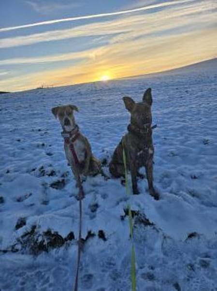 Paco sucht ein Zuhause