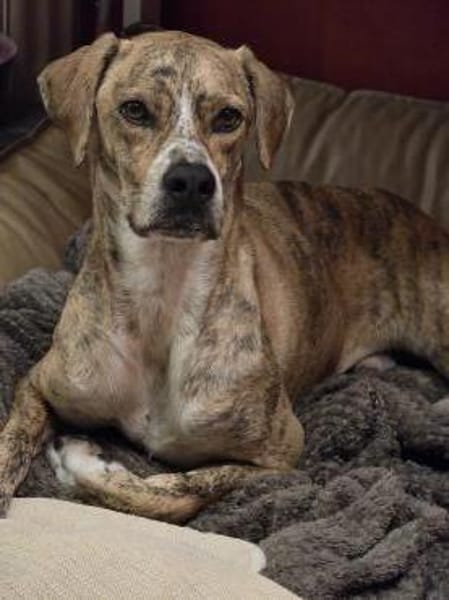 Paco sucht ein Zuhause