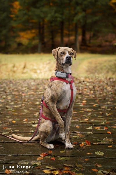 Paco sucht ein Zuhause