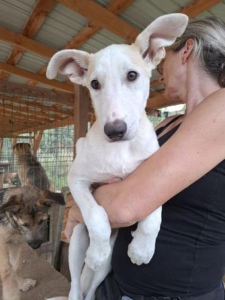 SEPPI-lieber,hübscher Jung-Rüde