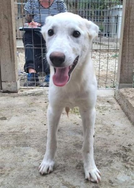 SINA-freundliche, liebe Jung-Hündin,