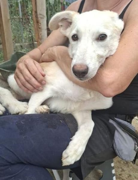 SINA-freundliche, liebe Jung-Hündin,