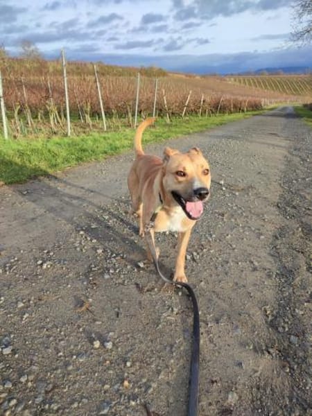 Rambo sucht ein Zuhause