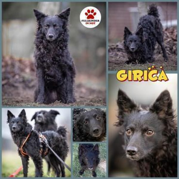 Girica kroatischer Schäferhund Hündin