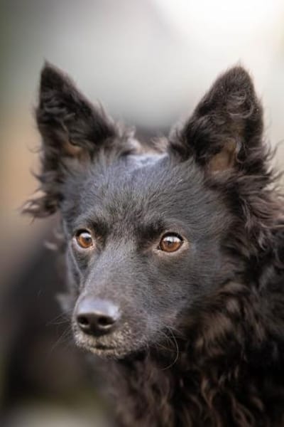 Girica kroatischer Schäferhund Hündin