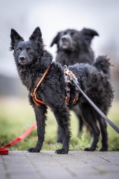 Girica kroatischer Schäferhund Hündin