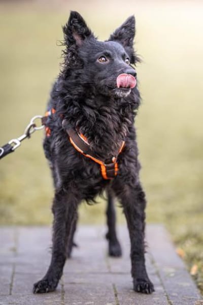 Girica kroatischer Schäferhund Hündin