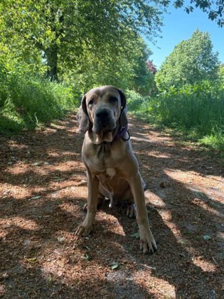 Rudi: Molosser-Mix sucht Hundeerfahrene