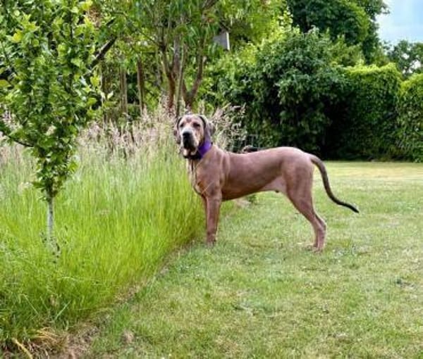 Rudi: Molosser-Mix sucht Hundeerfahrene