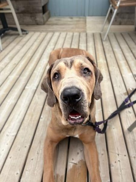 Rudi: Molosser-Mix sucht Hundeerfahrene