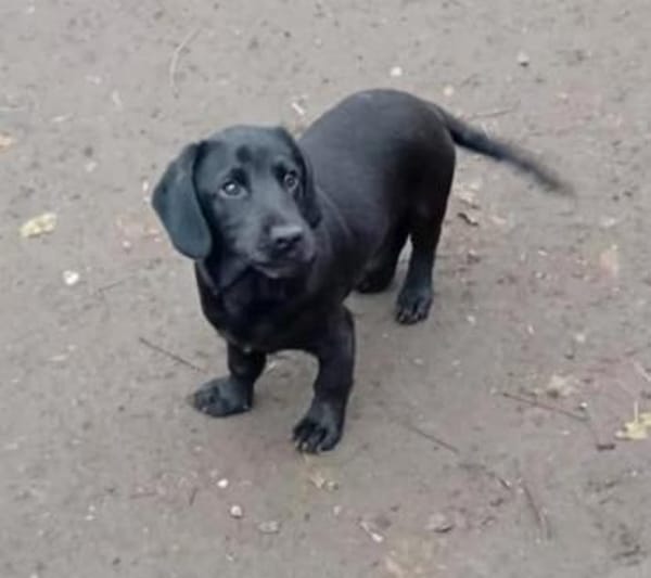 Junger liebenswerter Bence sucht