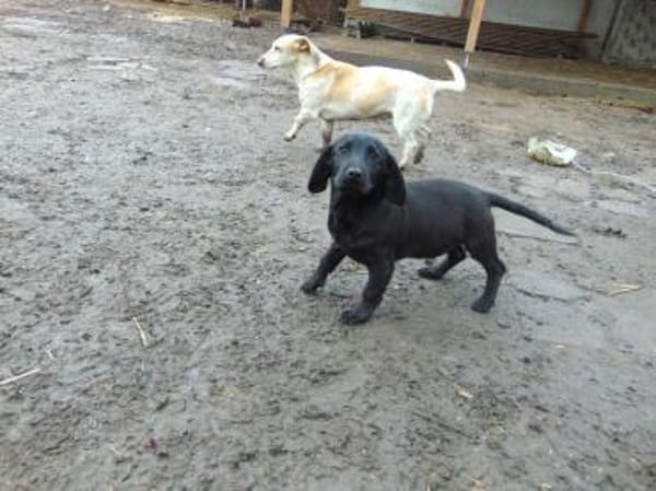 Junger liebenswerter Bence sucht