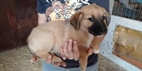 CHILLI - auf Pflegestelle in 52372