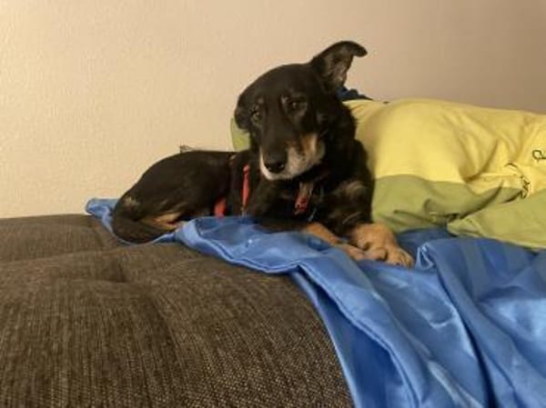 aufgeweckte, liebenswerte Lupa sucht