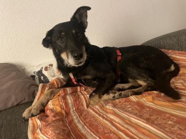 aufgeweckte, liebenswerte Lupa sucht