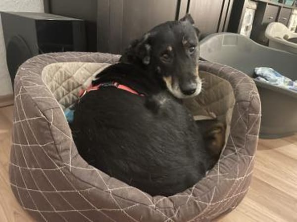 aufgeweckte, liebenswerte Lupa sucht