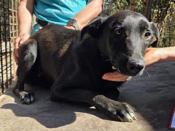 LANA-zarte, wunderschöne Hündin, 56 cm