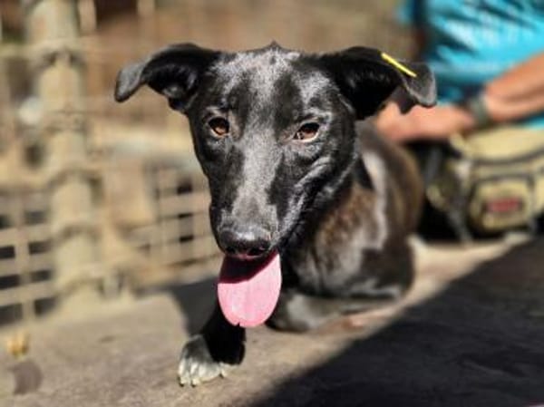 LANA-zarte, wunderschöne Hündin, 56 cm