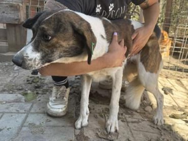 NORA-hübsche Hündin,48  cm