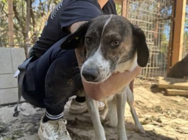 NORA-hübsche Hündin,48  cm