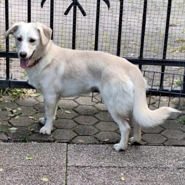 FLORA kleiner Sonnenschein sucht Zuhause