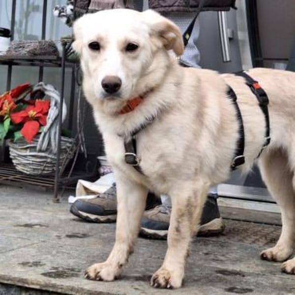 FLORA kleiner Sonnenschein sucht Zuhause