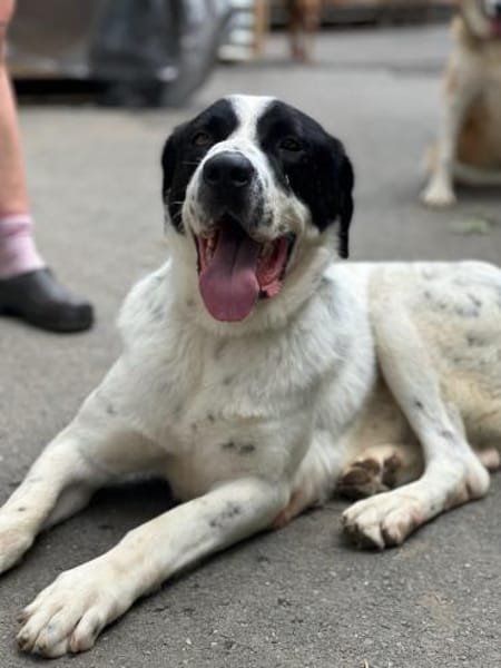 GORILAKI - mit einem Herzen aus Gold