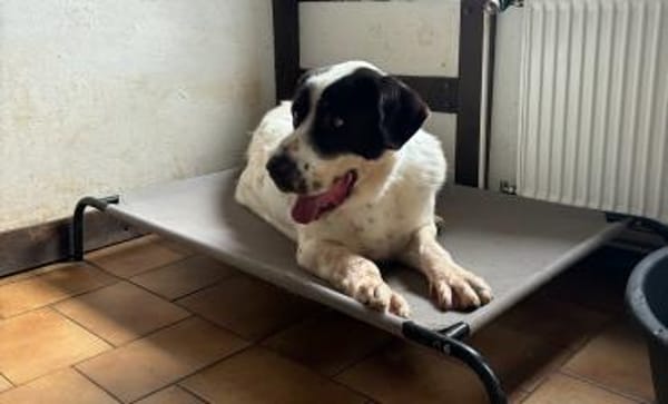 GORILAKI - mit einem Herzen aus Gold