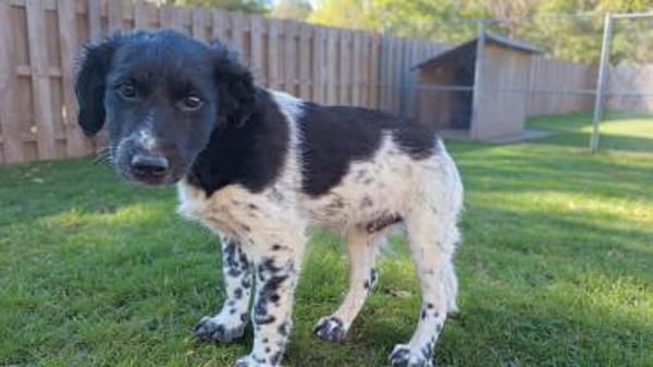 Leo:  junger, herzensguter Rüde (E)