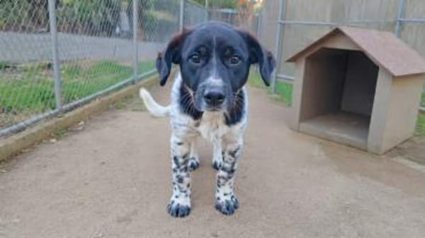 Leo:  junger, herzensguter Rüde (E)